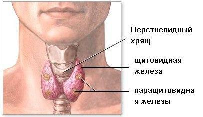 ЛУЧШИЕ РЕЦЕПТЫ НАРОДНОЙ МЕДИЦИНЫ ОТ БОЛЕЗНИ ЩИТОВИДНОЙ ЖЕЛЕЗЫ