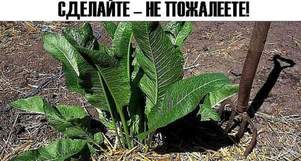 Проверенный и безотказный рецепт избавления от соли в организме через поры кожи