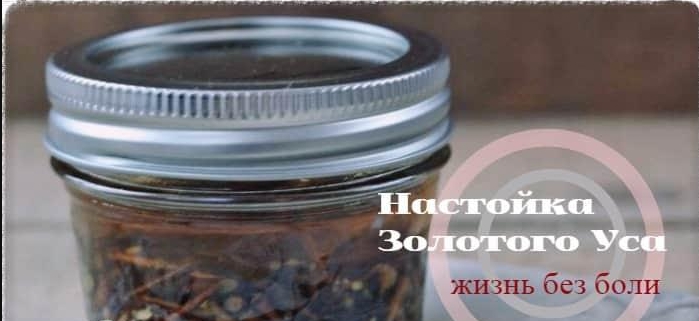 Золотой Ус на водке. Сделаем настойку и забудем о суставной боли!
