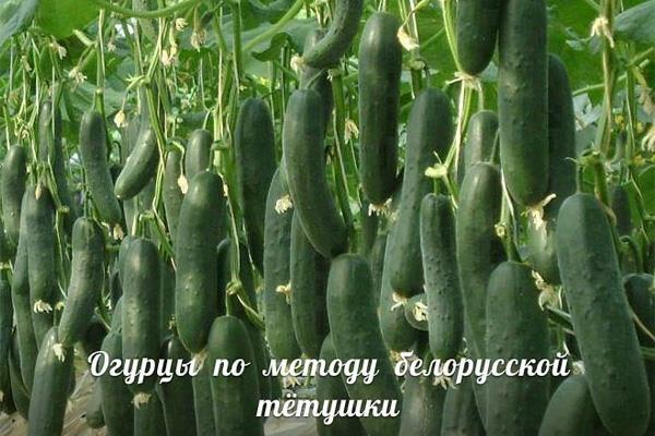 Сажаю огурцы по методу белорусской тётушки. Урожай супер!