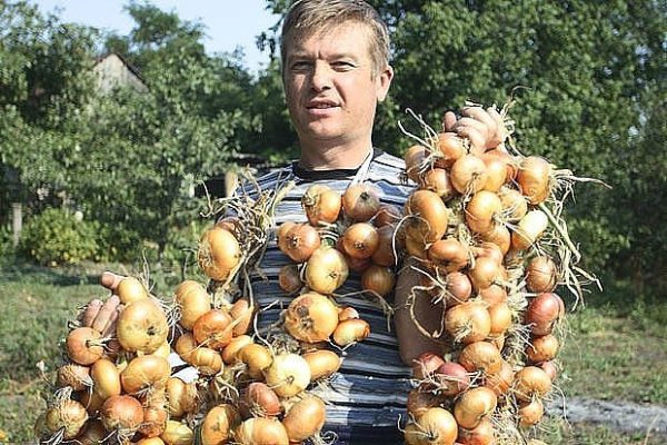 Теперь я каждый год получаю большой урожай лука: 4 простых совета