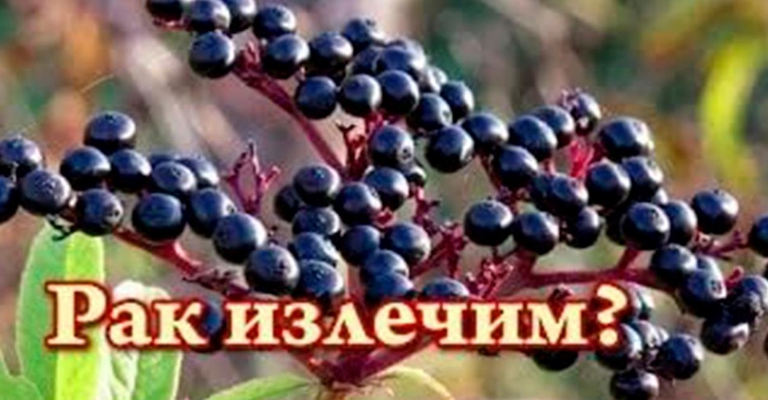 «Это растение спасло меня от Рака!”: наш герой делится удивительным опытом (рецепт)!