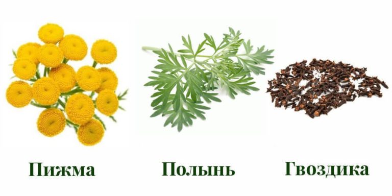 2 варианта русской тройчатки доктора Ивченко: убивают более 100 видов паразитов и грибков