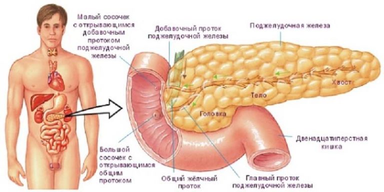 4 Самые простые, доступные и эффективные рецепты для лечения поджелудочной железы, о которых врачи умалчивают