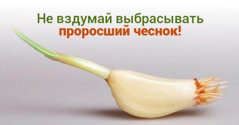 Почему вы никогда не должны выбрасывать проросший чеснок!