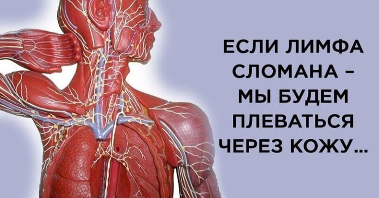 Насколько мы ничего не знаем о лимфатической системе