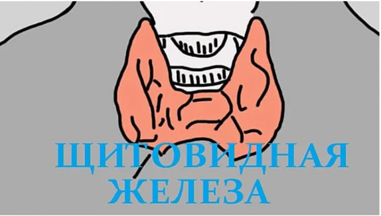 12 признаков того, что надо проверить щитовидную железу. Скрытый враг — гипотиреоз