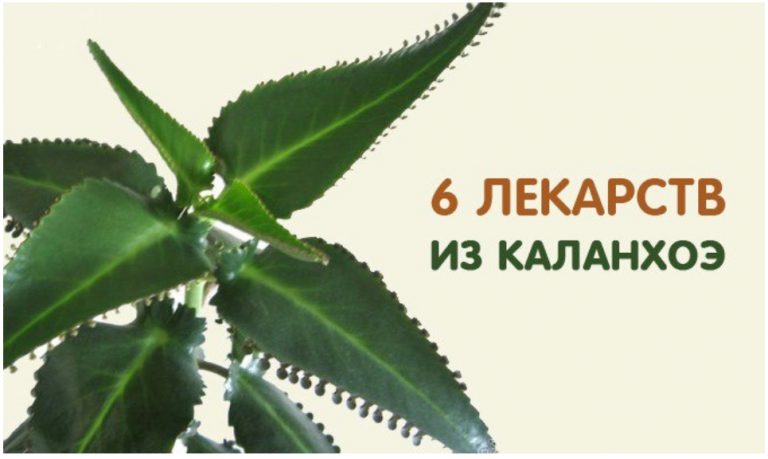6 ЛЕКАРСТВ ИЗ КАЛАНХОЭ