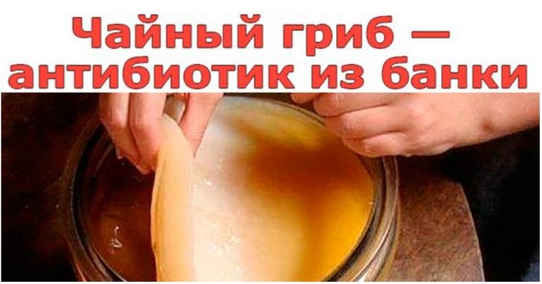 Как вырастить домашний антибиотик – чайный гриб. Ну, очень полезная вещь