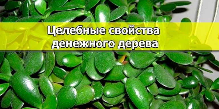 Наверняка, дома у вас растет это растение: научись его использовать правильно
