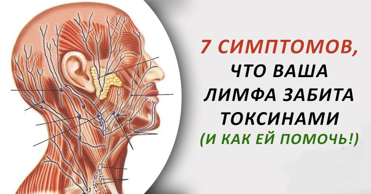 Что поможет лимфе. Лимфа забита. Признаки забитой лимфы. Лимфатическая система тела человека. Застой лимфы в организме симптомы.