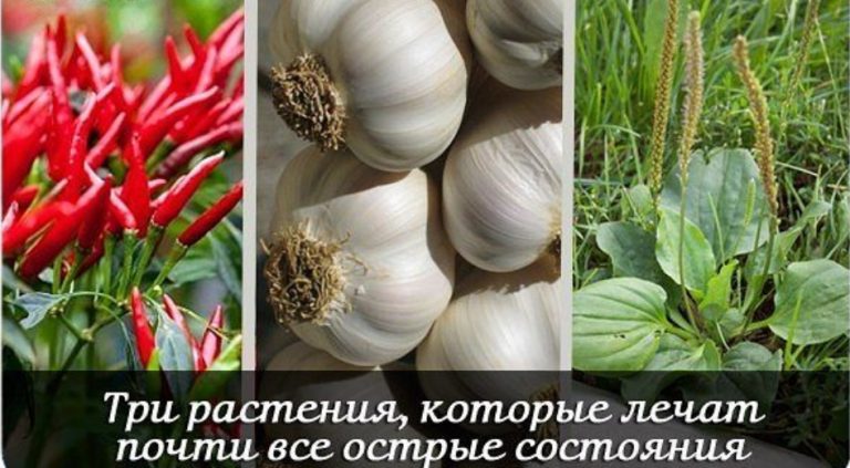 3 травы, которые ЛЕЧАТ почти ВСЕ острые состояния