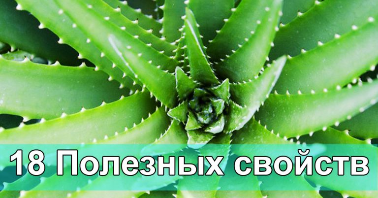 Алоэ вера — 18 причин забыть об аптечных препаратах
