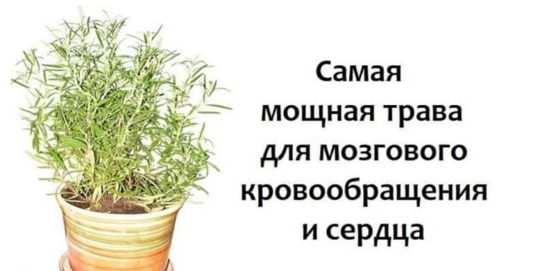 Мощная трава для мозгового кровообращения, сердца, сосудов, надпочечников, суставов, кожи, волос