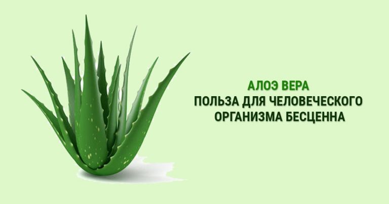 Прекрасно. Узнайте о преимуществах использования замороженных листьев алоэ вера для организма