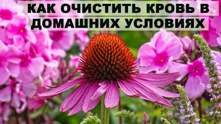 Чистим кровь эхинацеей
