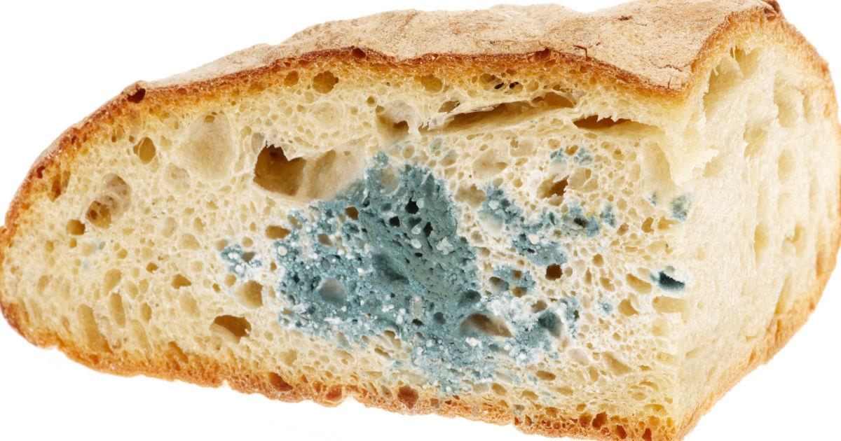 Кусочек хлеба с плесенью. Плесень на хлебе. Плесневение хлеба. Хлеб на белом фоне. Батон с плесенью.
