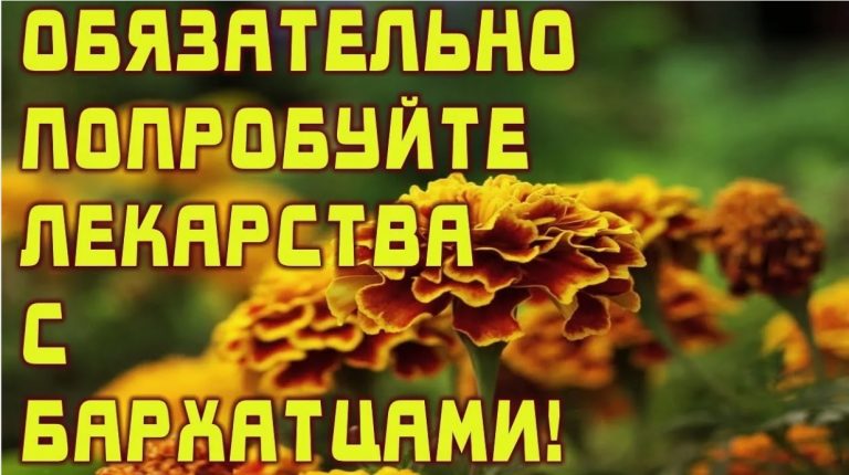 Для профилактики болезней поджелудочной железы, сахарного диабета, для укрепления сосудистой стенки и нервной системы обязательно попробуйте лекарства с бархатцами