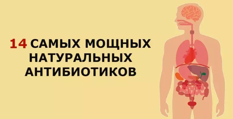 14 антибиотиков, которые есть в природе и которые защитят от 90% болезней