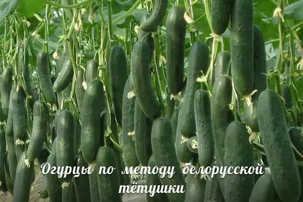 Сажаю огурцы по методу белорусской тётушки. Урожай супер!