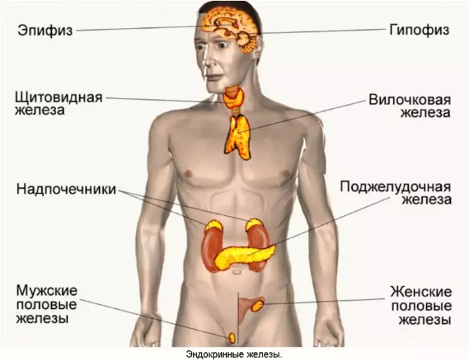 Старение начинается с эндокринной системы!