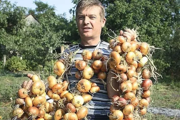 Теперь я каждый год получаю большой урожай лука: 4 простых совета