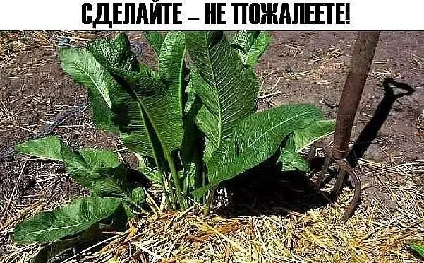 ХРЕН! СДЕЛАЙТЕ – НЕ ПОЖАЛЕЕТЕ. ЕДИНСТВЕННОЕ РАСТЕНИЕ, СПОСОБНОЕ ВЫТЯГИВАТЬ СОЛЬ ЧЕРЕЗ ПОРЫ КОЖИ