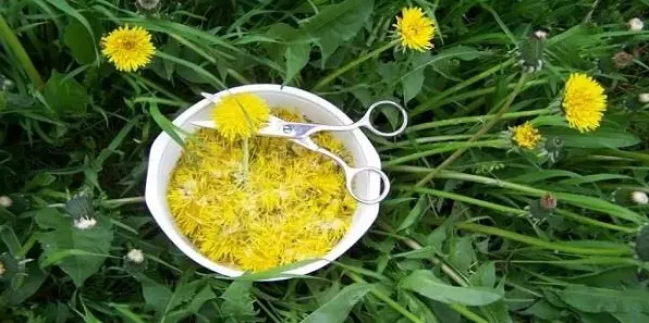 ЖЕЛТЫЙ ЖЕНЬШЕНЬ: САМОЕ МНОГОФУНКЦИОНАЛЬНОЕ ЛЕКАРСТВО — ОДУВАНЧИК!