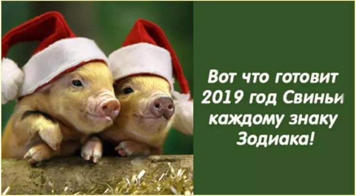 Что готовит 2019 год Свиньи каждому знаку Зодиака