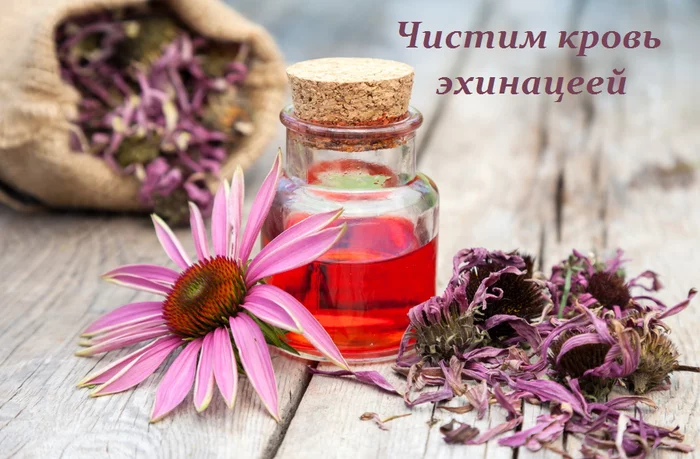 Чистим кровь эхинацеей