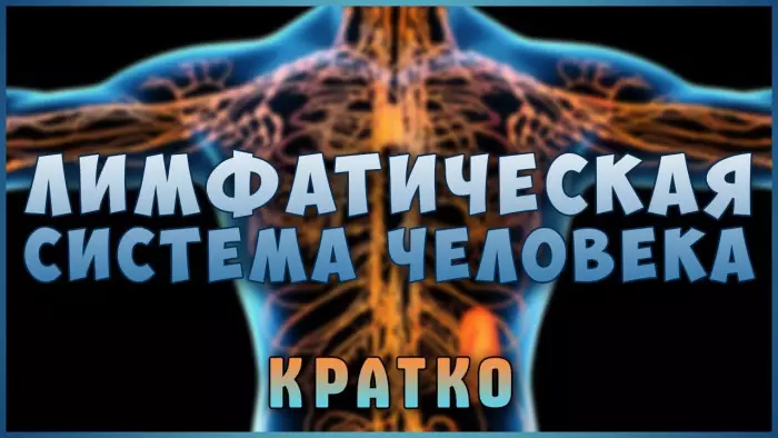 Лимфатическая система — главная в очищении организма