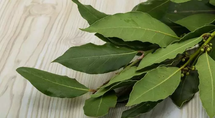 ОТЛИЧНАЯ МАЗЬ ИЗ ЛАВРОВОГО ЛИСТА ДЛЯ БОЛЬНОЙ СПИНЫ