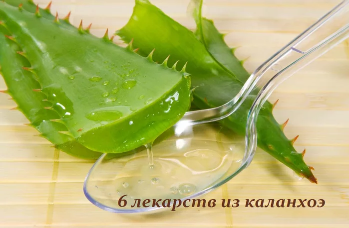 6 ЛЕКАРСТВ ИЗ КАЛАНХОЭ
