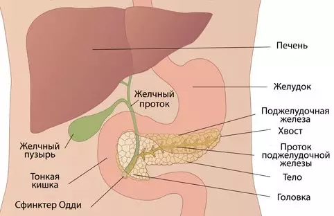 НАРОДНЫЕ СРЕДСТВА ДЛЯ ЛЕЧЕНИЯ ПОДЖЕЛУДОЧНОЙ ЖЕЛЕЗЫ