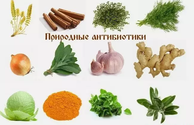 Самый мощный природный антибиотик в мире, лечит инфекции и убивает паразитов