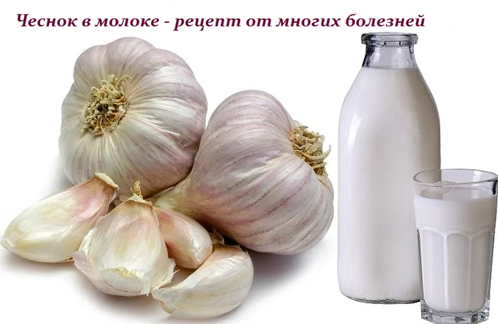 ЧЕСНОК В МОЛОКЕ — РЕЦЕПТ ОТ МНОГИХ БОЛЕЗНЕЙ
