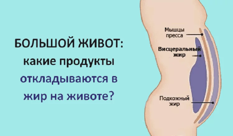 Большой живот: какие продукты провоцируют образование жира вокруг талии