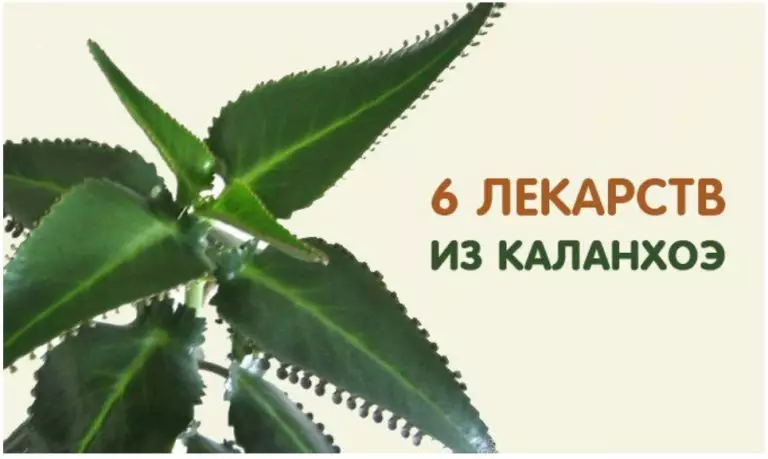 6 ЛЕКАРСТВ ИЗ КАЛАНХОЭ