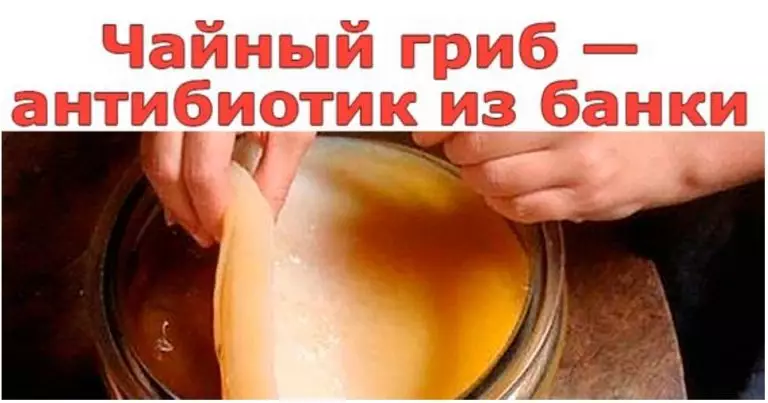Как вырастить домашний антибиотик – чайный гриб. Ну, очень полезная вещь