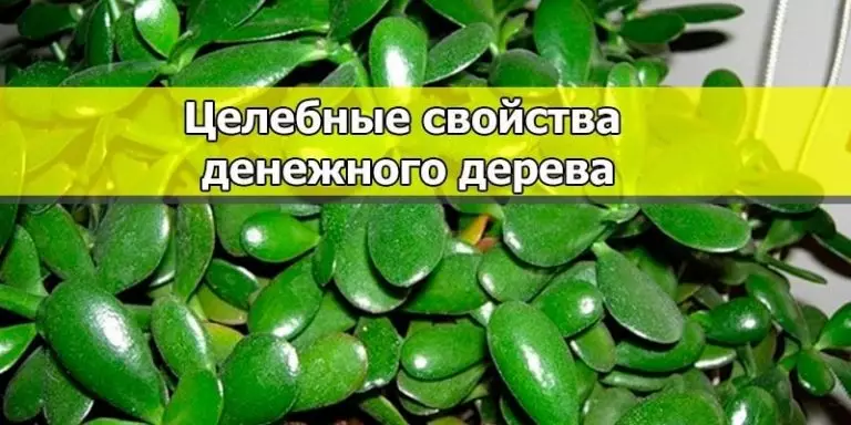 Наверняка, дома у вас растет это растение: научись его использовать правильно