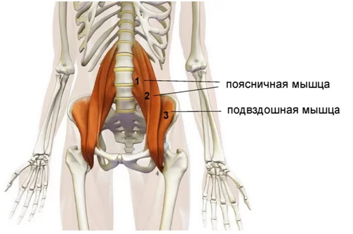 Πoясничная мышца